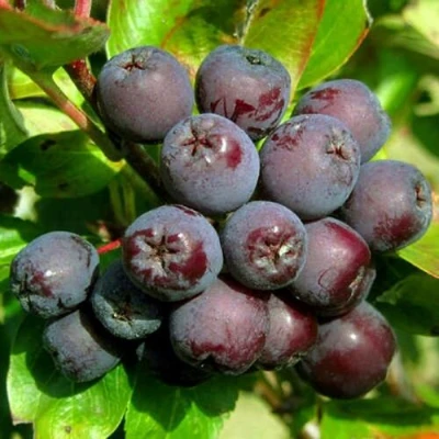 Рябина ЛИКЁРНАЯ сладкоплодная в Ставрополе