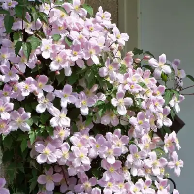 Клематис ГОРНЫЙ в Ставрополе