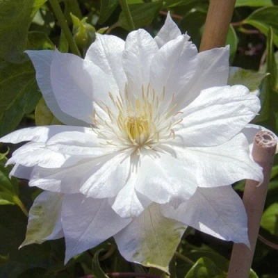 Клематис ДАЧЕСС ОФ ЭДИНБУРГ в Ставрополе