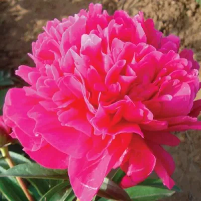 Пион РУБИНОВЫЙ СВЕТ травянистый в Ставрополе