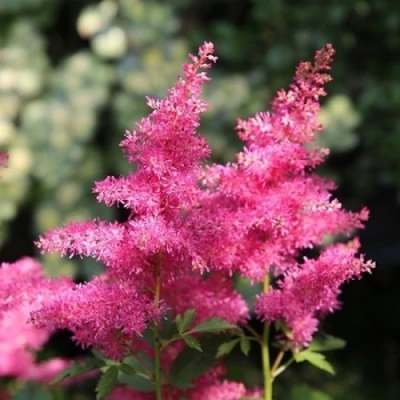 Астильба САННИ ДЕЙ гибридная в Ставрополе