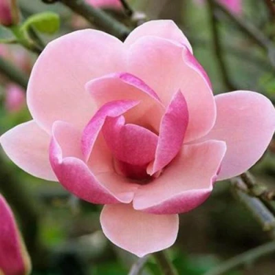 Магнолия РУСТИКА РУМБА в Ставрополе