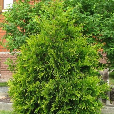 Туя АНЯ (АНИЕ) западная в Ставрополе