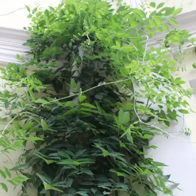 Глициния макростахия БЛЮ МУН в Ставрополе