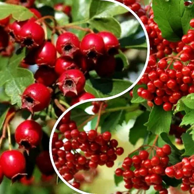 Комплект БУДЬ ЗДОРОВ в Ставрополе