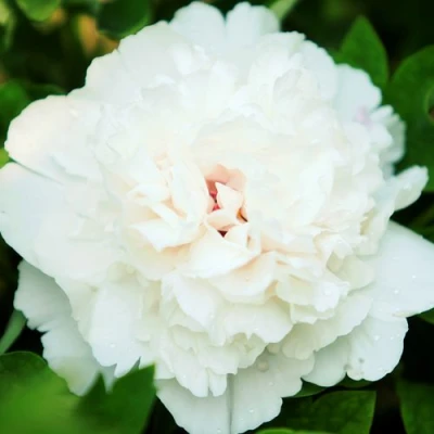 Пион СНЕЖНАЯ КРЕПОСТЬ древовидный в Ставрополе