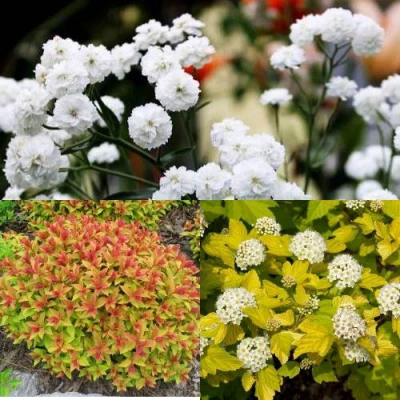 Комплект СОЛНЕЧНЫЙ МИКС в Ставрополе