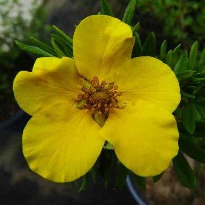 Лапчатка ГОЛДФИНГЕР кустарниковая в Ставрополе