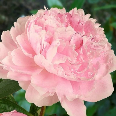 Пион САРА БЕРНАРД травянистый в Ставрополе