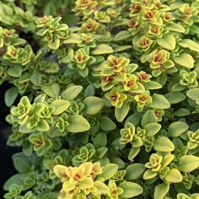 Тимьян АРЧЕРЗ ГОЛД в Ставрополе