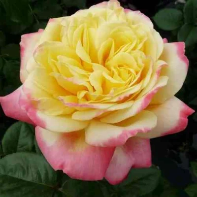 саженцы роз Кордес Джубили