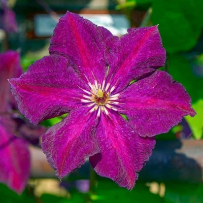 Клематис ГРЮНВАЛЬД в Ставрополе