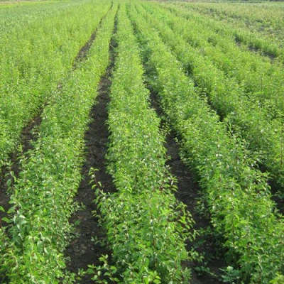 Подвой сливы ДИКАЯ АЛЫЧА в Ставрополе