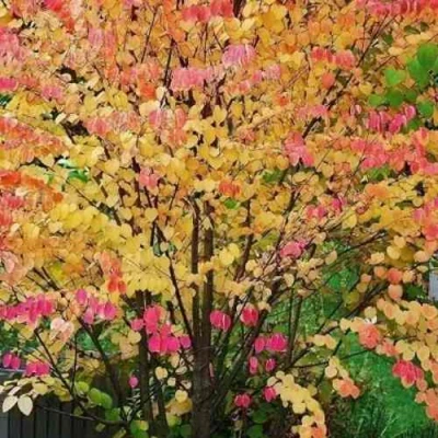 БАГРЯННИК японский в Ставрополе