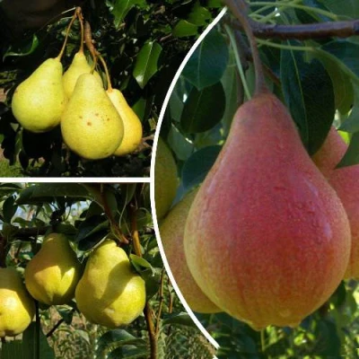 Комплект ТРИ ГРАЦИИ в Ставрополе