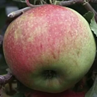 Яблоня СОКОЛОВСКОЕ стелющаяся в Ставрополе