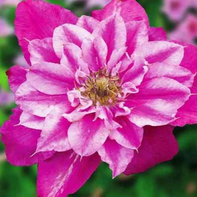 Клематис МАЙ ДАРЛИНГ  в Ставрополе