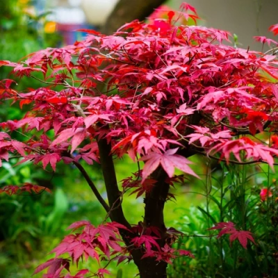 Клен дланевидный АТРОПУРПУРЕУМ в Ставрополе