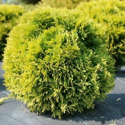 Туя ДАВИД западная в Ставрополе