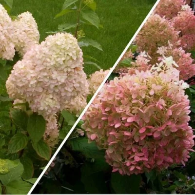 Комплект НЕЖНЫЕ ЧУВСТВА в Ставрополе