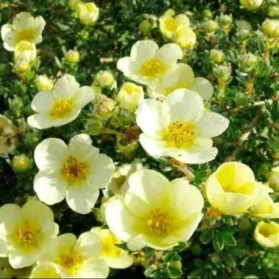 Лапчатка КЛОНДАЙК кустарниковая в Ставрополе