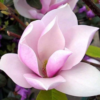 Магнолия АЛЕКСАНДРИНА  в Ставрополе