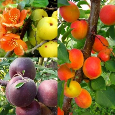 Комплект САД ДЛЯ ГУРМАНА в Ставрополе