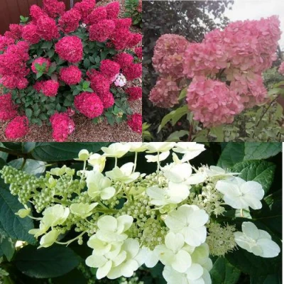 Комплект САД ЭМОЦИЙ в Ставрополе