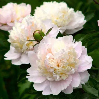 Пион ШИРЛИ ТЕМПЛ травянистый в Ставрополе