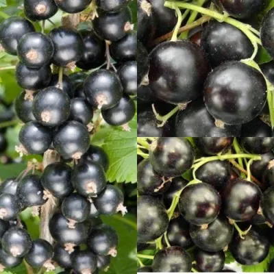 Комплект ЧЕРНАЯ СИЛА в Ставрополе