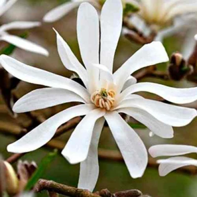 Магнолия СТЕЛЛАТА в Ставрополе