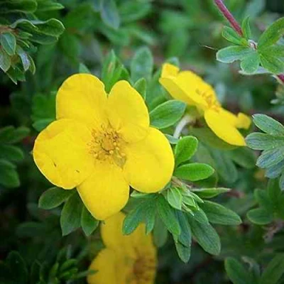 Лапчатка ГОЛДСТАР кустарниковая в Ставрополе
