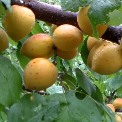 Абрикос МАНИТОБА в Ставрополе