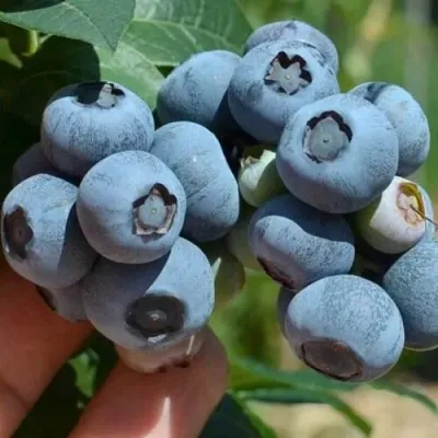 Голубика СИЕРРА в Ставрополе