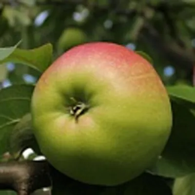 Яблоня СОКОЛОВСКОЕ стелющаяся в Ставрополе