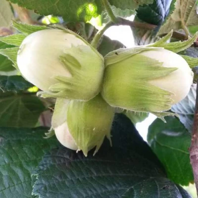 Фундук ЮННАТ в Ставрополе