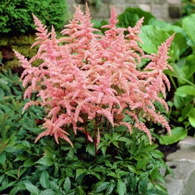 Астильба БРЕССИНГЕМ БЬЮТИ Арендса в Ставрополе