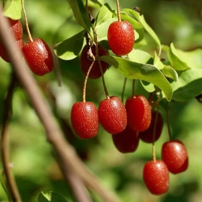 саженцы гуми