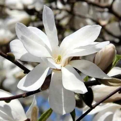 Магнолия ЛЕБНЕРА МЕРРИЛЛ в Ставрополе