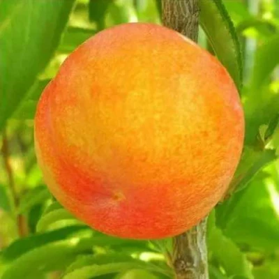 Шарафуга БЕЛЛА ГОЛД в Ставрополе