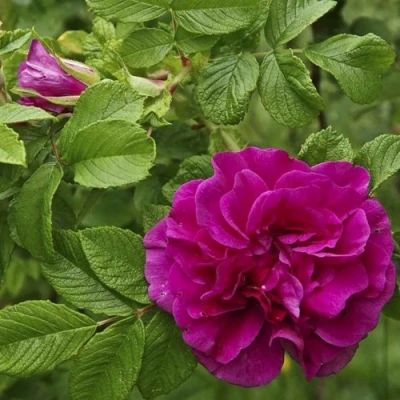 Шиповник ХАНСА в Ставрополе