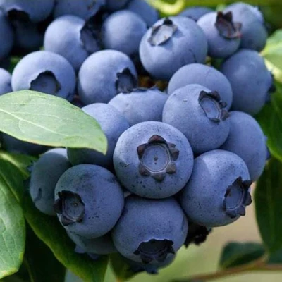 Голубика СПАРТАН в Ставрополе