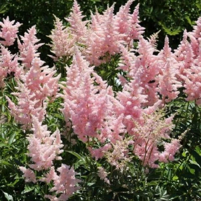 Астильба ГЛИТТЕР ЭНД ГЛАМУР китайская в Ставрополе