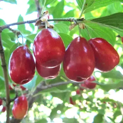 Кизил ЛУКЬЯНОВСКИЙ в Ставрополе