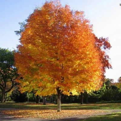 Клен серебристый в Ставрополе