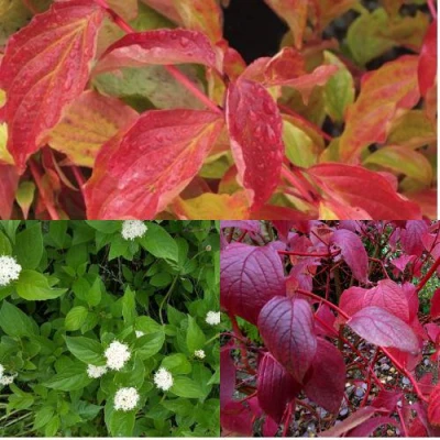 Комплект СЕВЕРНОЕ СИЯНИЕ в Ставрополе