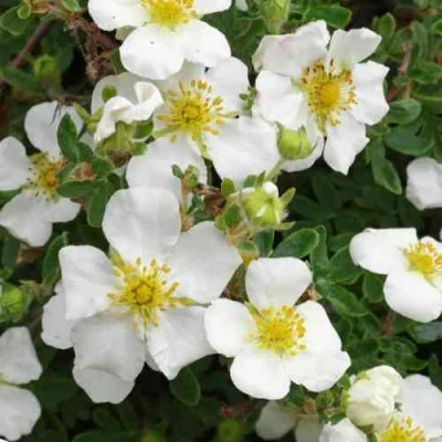 Лапчатка ТИЛФОРД КРИМ кустарниковая в Ставрополе