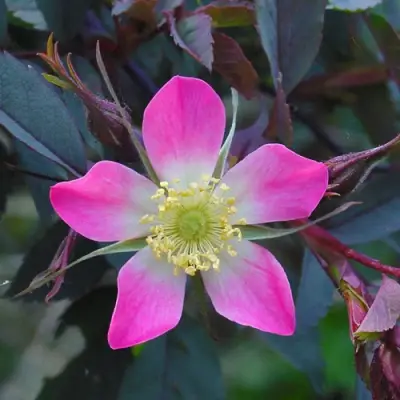 Саженцы роз сизая в Ставрополе