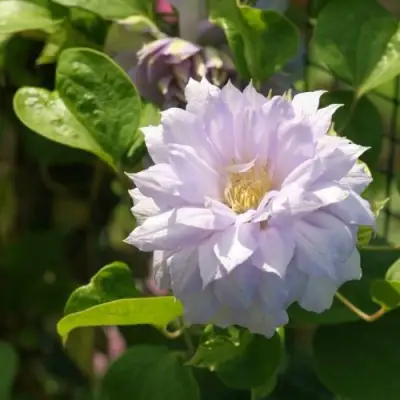 Клематис БЕЛЬ ОФ ВОРКИНГ в Ставрополе