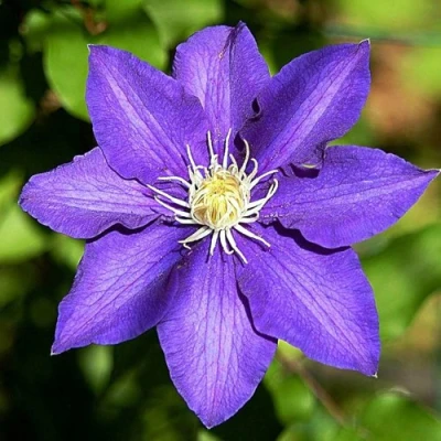 Клематис ЗЕ ПРЕЗИДЕНТ в Ставрополе